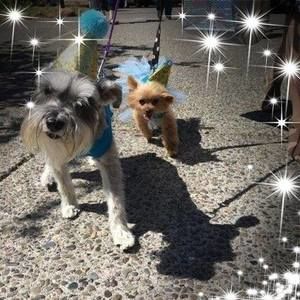 Meet your Posher, Darlene